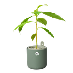 amazing avocado pot laubgrün